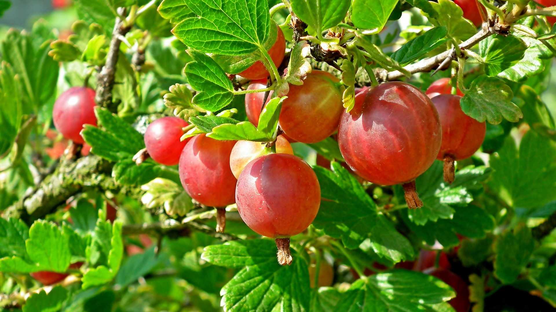 kdy-a-jak-strihat-angrest